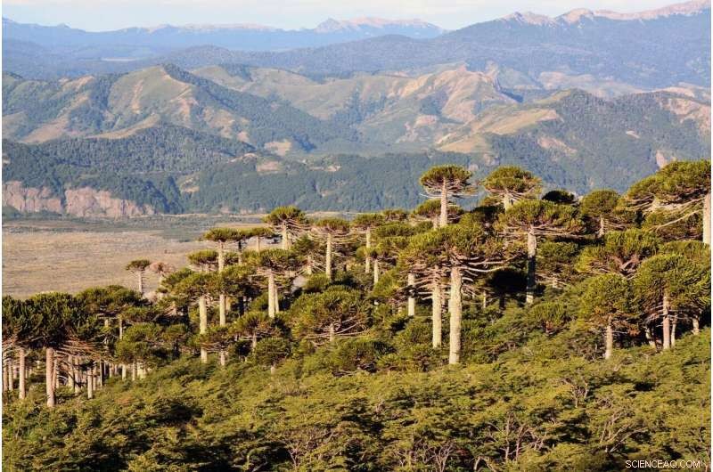 Tree Rings Reveal Unprecedented Surge in Extreme Weather Across South America