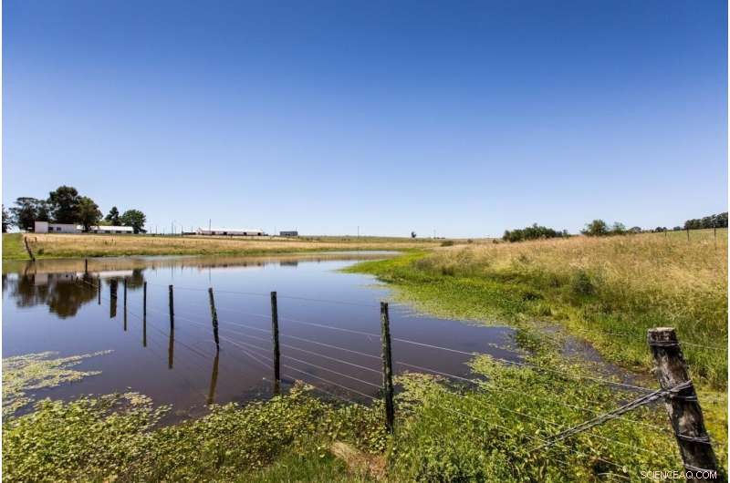 Tree Rings Reveal Unprecedented Surge in Extreme Weather Across South America