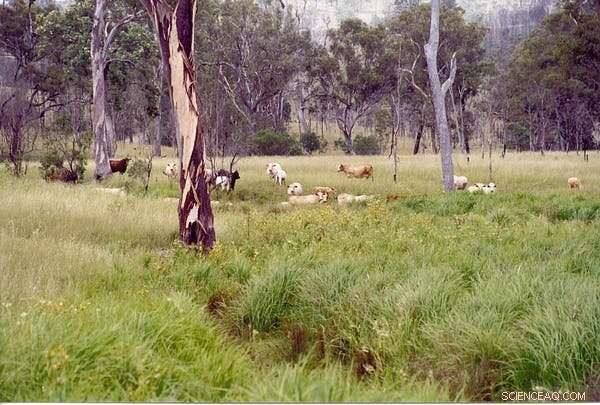 Intensive Farming Threatens Australia’s Landscape – Discover Sustainable Alternatives