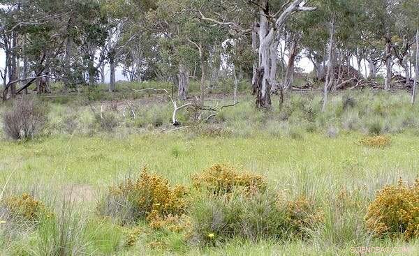 Intensive Farming Threatens Australia’s Landscape – Discover Sustainable Alternatives