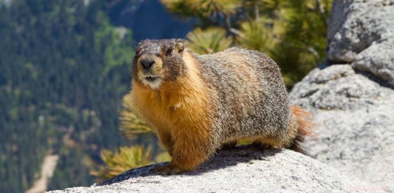 How Animals Adapt to the Earth s Shifting Seasons Amid Climate Change