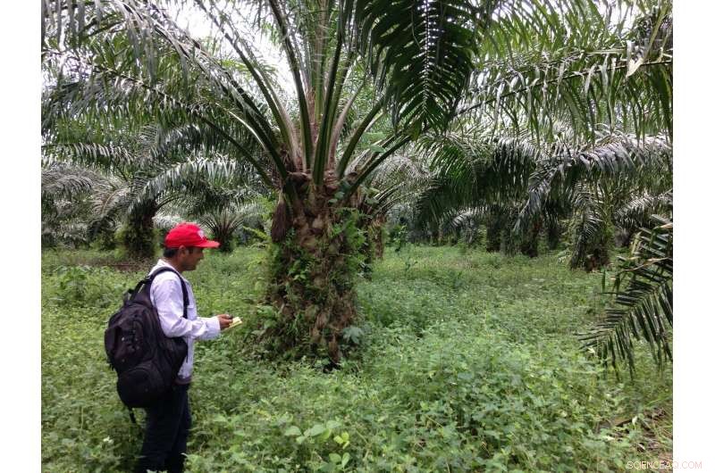 Exploring the Link Between Deforestation and Diet Diversity in the Amazon