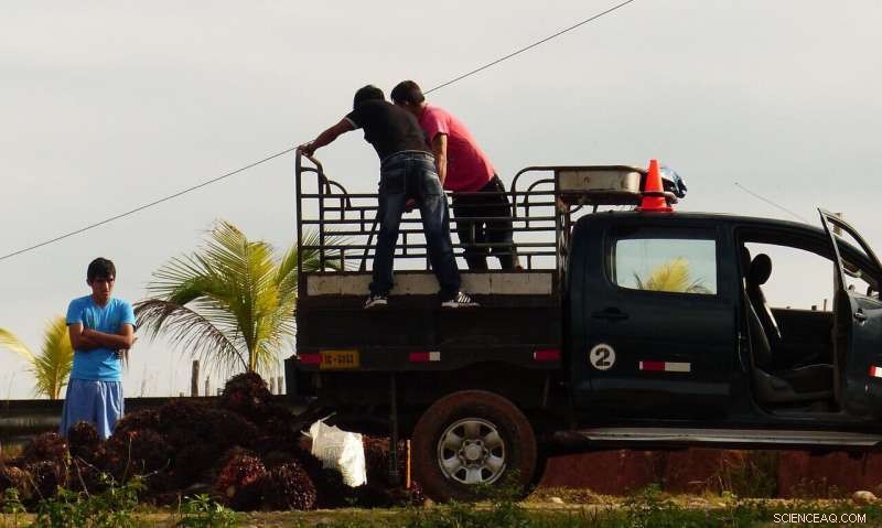 Exploring the Link Between Deforestation and Diet Diversity in the Amazon