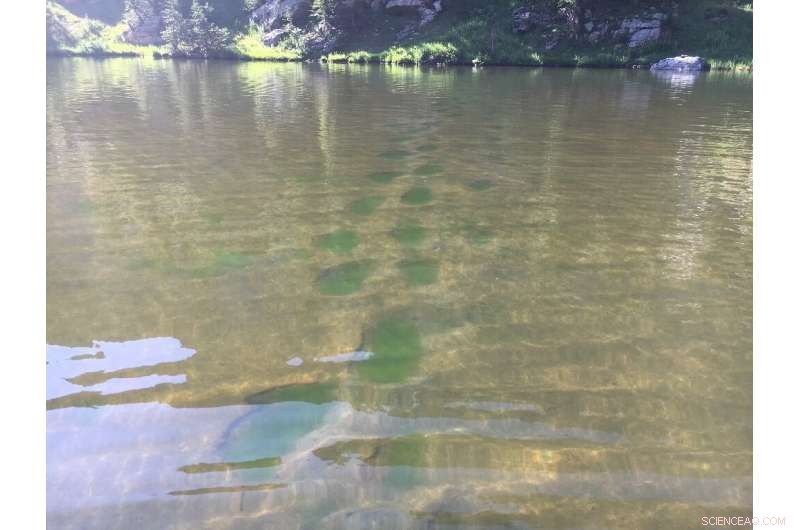 Climate Change Drives Algae Blooms in U.S. Mountain Lakes, Turning Them Green