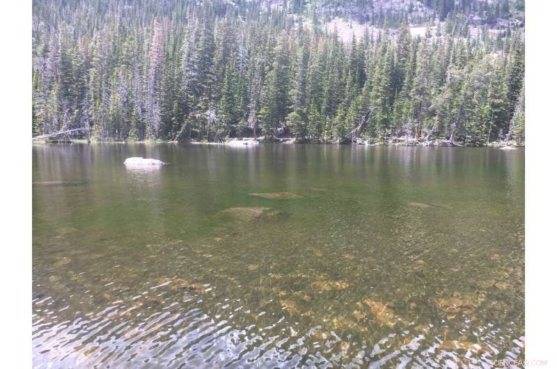 Climate Change Drives Algae Blooms in U.S. Mountain Lakes, Turning Them Green