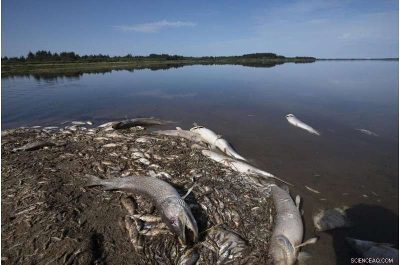 Climate Change & Heavy Rain: How Post-Drought Floods Trigger Fish Kills in Lakes