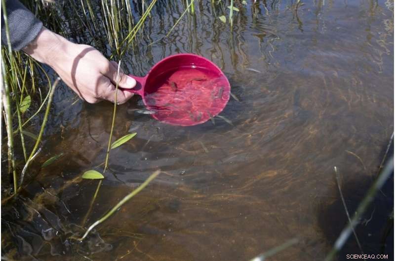 Climate Change & Heavy Rain: How Post-Drought Floods Trigger Fish Kills in Lakes