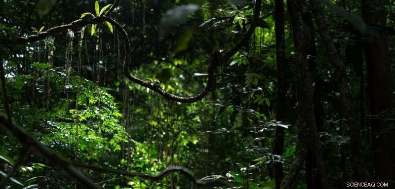 Climate Change in Western Africa s Treetop Canopies: Expert Insights