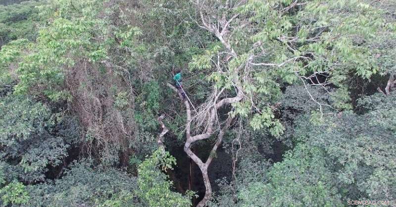 Climate Change in Western Africa s Treetop Canopies: Expert Insights