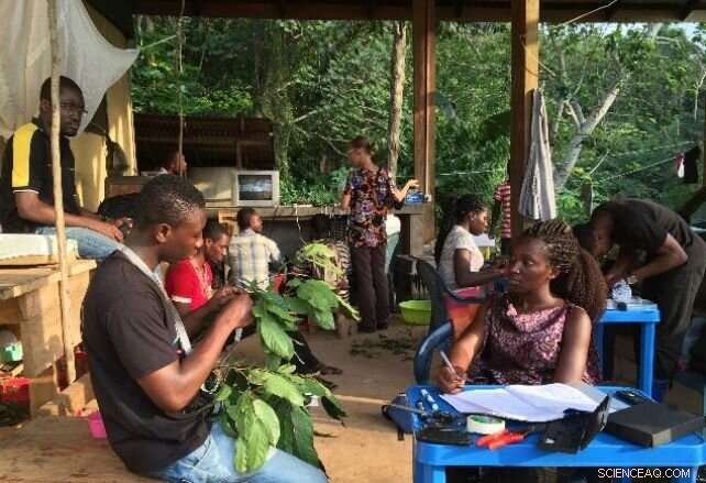 Climate Change in Western Africa s Treetop Canopies: Expert Insights