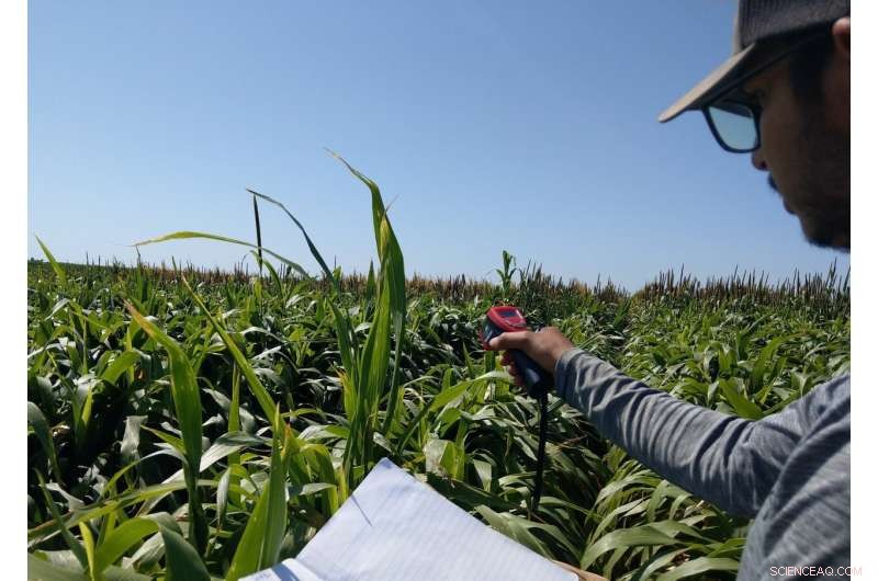 Water‑Saving Forage Alternatives for Texas Livestock: Sustainable Crop Solutions