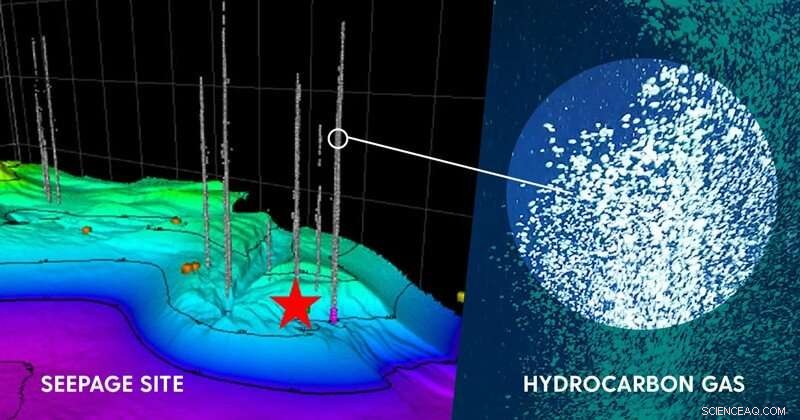 Unveiling Microbial Communities Inside and Outside Seafloor Hydrocarbon Seeps