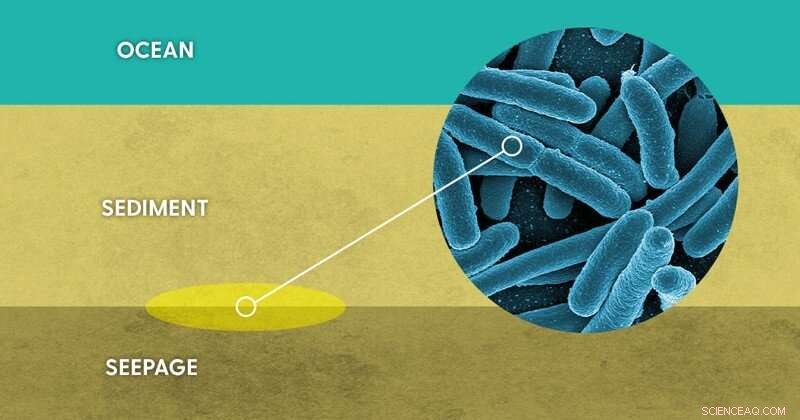 Unveiling Microbial Communities Inside and Outside Seafloor Hydrocarbon Seeps