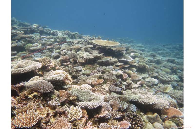 Study Forecasts Coral Bleaching and Starfish Invasions Months Ahead, Enhancing Conservation Efforts