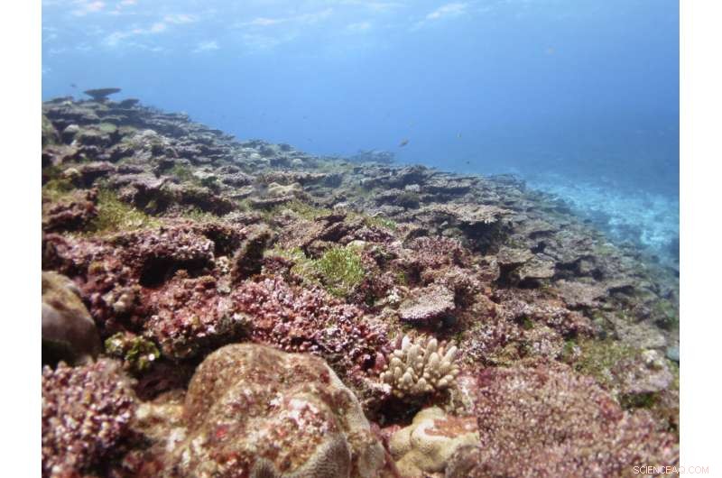 Study Forecasts Coral Bleaching and Starfish Invasions Months Ahead, Enhancing Conservation Efforts