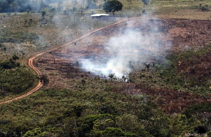 Colombia Loses Forest Cover Equal to São Paulo’s Size in 2019, According to Report