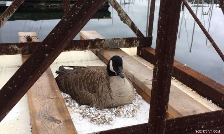 Polystyrene Pollution in the Oceans: A Global Breakdown