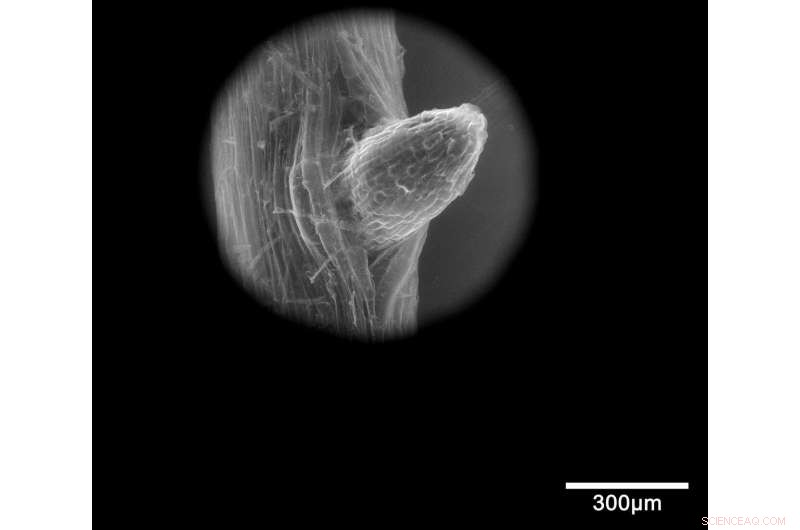 New Study Reveals Crop Plants Absorb Microplastics, Raising Food Safety Concerns