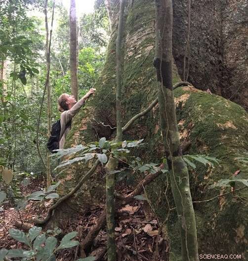 Preserving Africa’s Largest Trees to Protect Our Planet