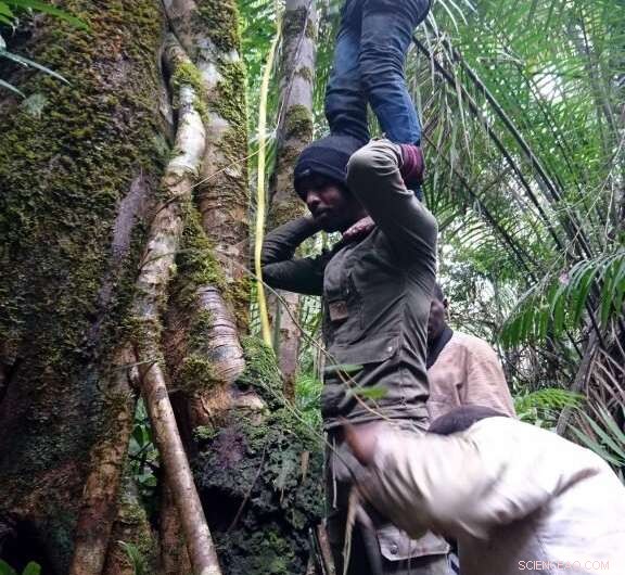 Preserving Africa’s Largest Trees to Protect Our Planet