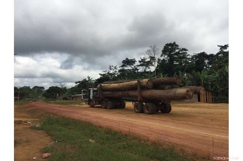 Preserving Africa’s Largest Trees to Protect Our Planet