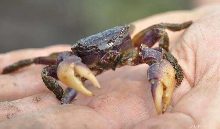 Climate‑Driven Crab Burrowers Redefine Southeast U.S. Salt Marshes