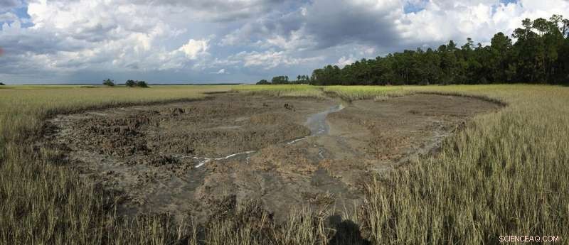 Climate‑Driven Crab Burrowers Redefine Southeast U.S. Salt Marshes