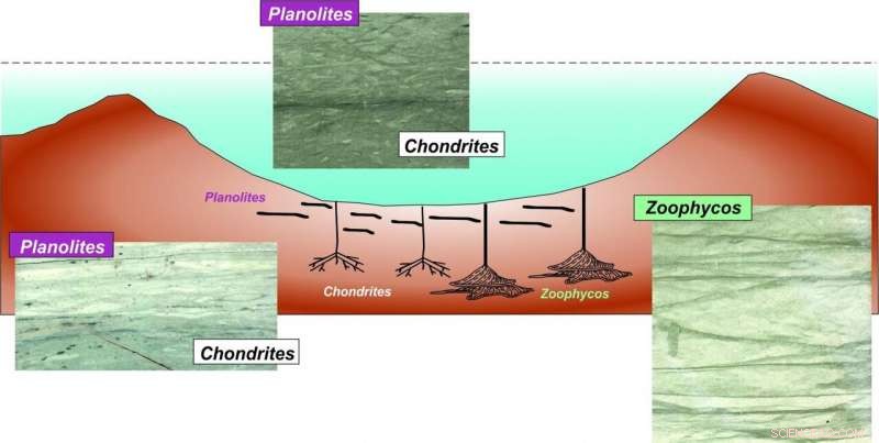 Rapid Biological Recovery After the Chicxulub Impact: Insights into End-Cretaceous Mass Extinction Response