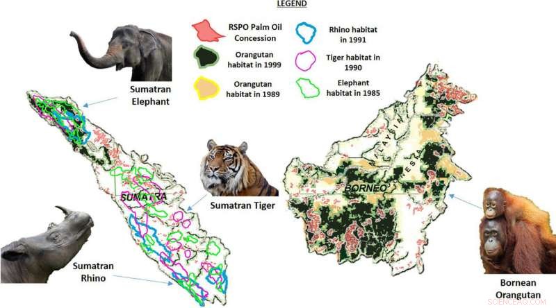 How Certified Sustainable Palm Oil Fields Threaten Mammal Habitats and Tropical Forest Biodiversity Over Three Decades