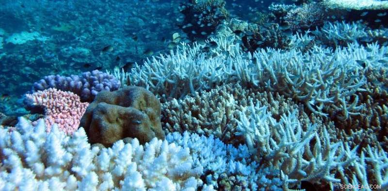 Tour Operators Reveal Coral Bleaching on Remote Western Australian Reefs During Lockdown