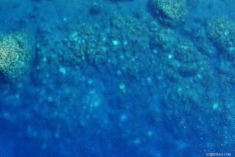 Tour Operators Reveal Coral Bleaching on Remote Western Australian Reefs During Lockdown