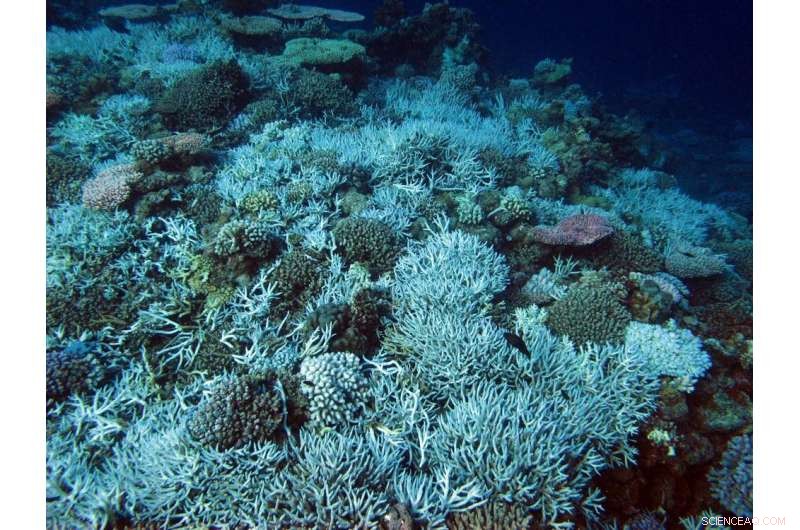 Tour Operators Reveal Coral Bleaching on Remote Western Australian Reefs During Lockdown