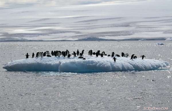 Human Encroachment Threatens Antarctica’s Last Wild Frontiers and Fragile Biodiversity