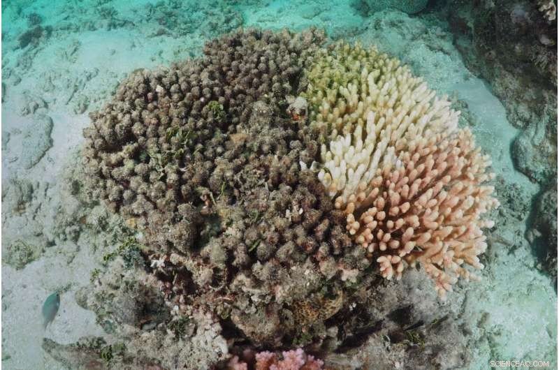 Genetic Solutions to Safeguard Coral Reefs Amid Climate Change