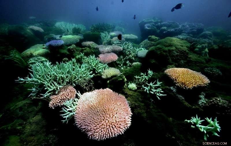 Genetic Solutions to Safeguard Coral Reefs Amid Climate Change