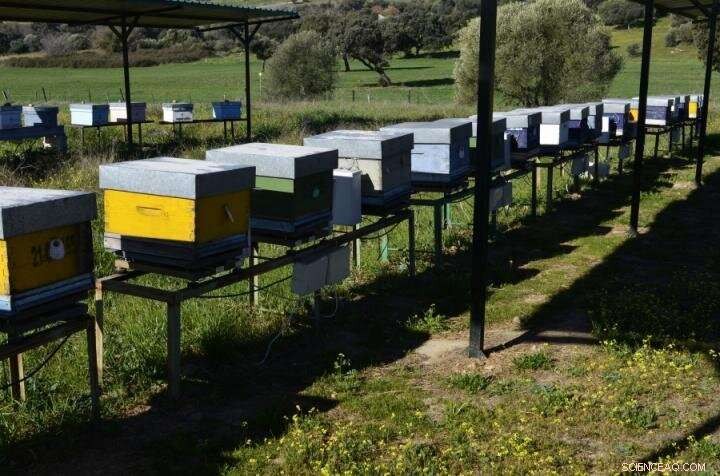 Honeybees Serve as Sensitive Bioindicators of Environmental Pollution