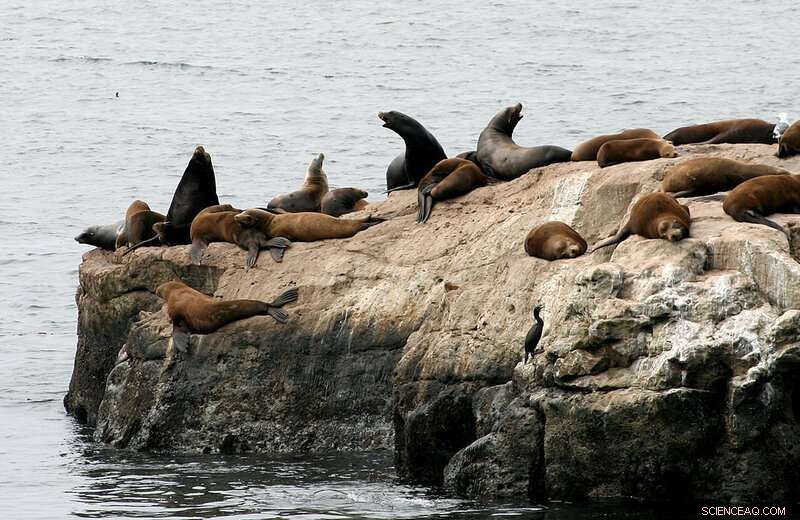 How Climate Change Amplifies Toxic Algal Blooms in Our Oceans