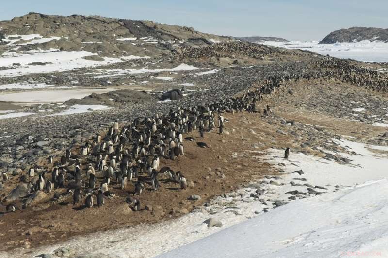 Australia s Proposed 2.7km Antarctic Runway: Environmental Concerns and Global Impact