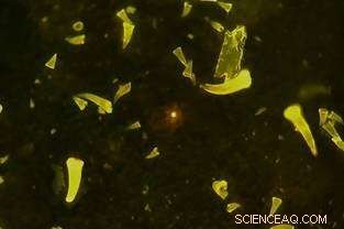 European Sea Bass Accumulate Almost No Microplastics in Muscle Tissue