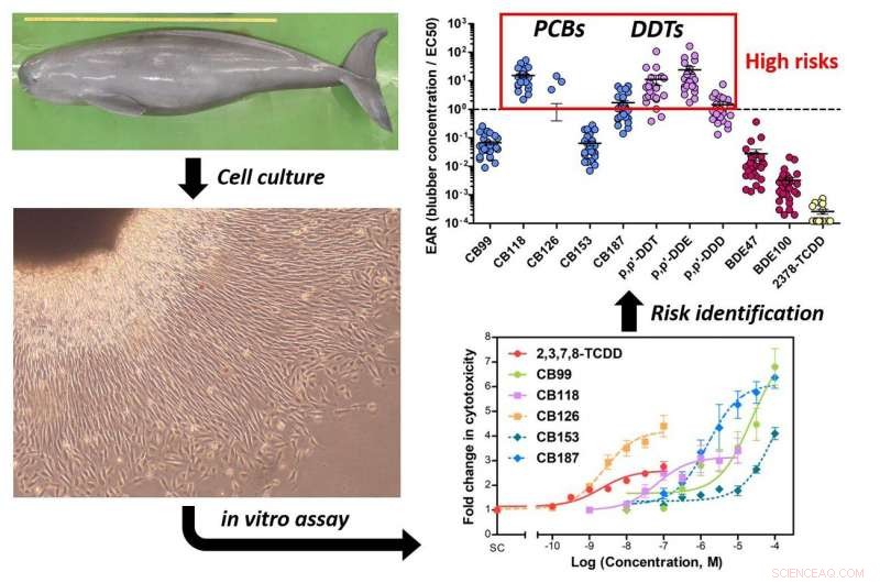 Environmental Pollutants Trigger Cell Death in Porpoises: New Toxicological Study