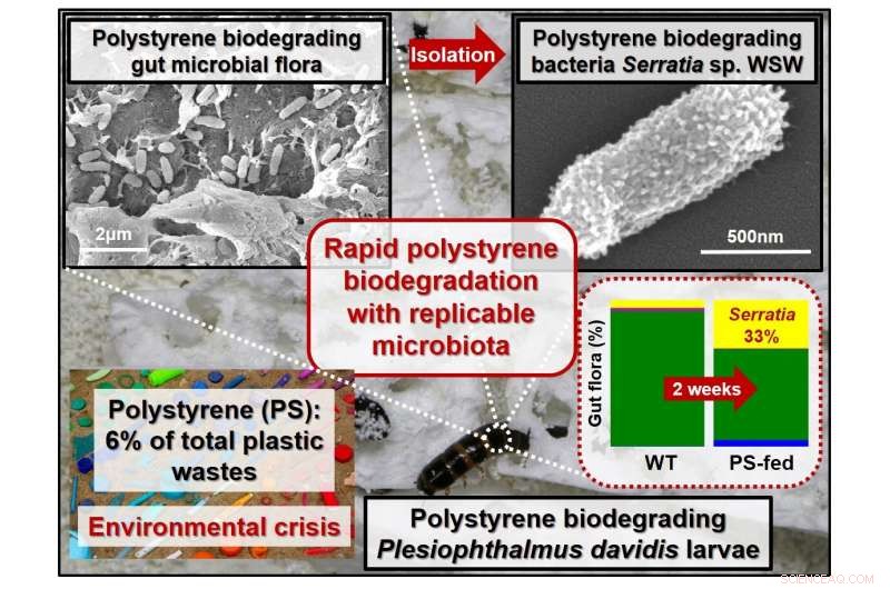 New Darkling Beetle Larvae Species Show Promise in Degrading Plastic