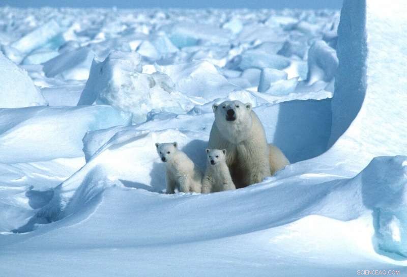 Urgent Climate Change Risk: Polar Bears Face Extinction by 2100