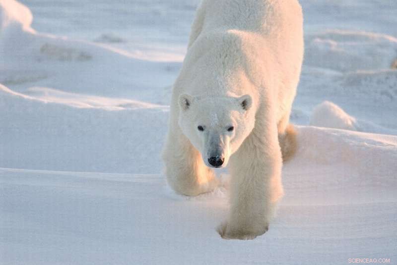 Urgent Climate Change Risk: Polar Bears Face Extinction by 2100