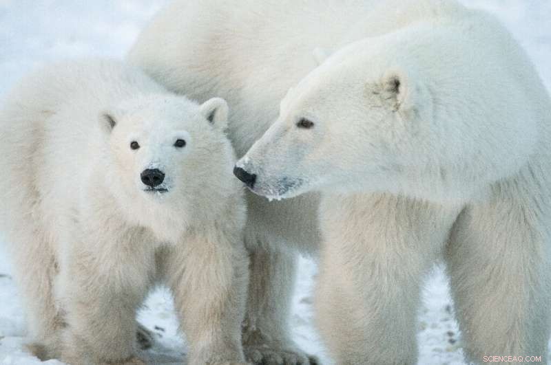 Urgent Climate Change Risk: Polar Bears Face Extinction by 2100