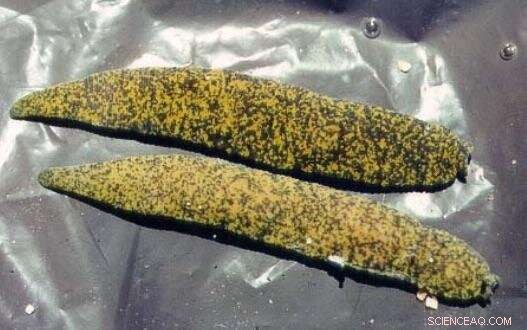 Inside Leech Reproduction: A Scientific Guide to Their Mating & Development