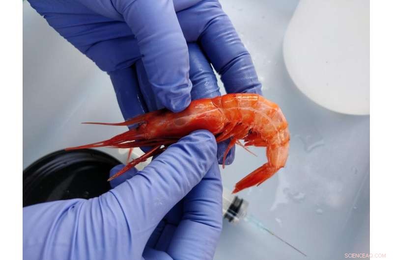 Microplastics in Shrimp Pose No Health Risks to Animals or Consumers