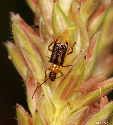 Revisiting Farming Roots: Combating the Billion-Dollar Corn Rootworm