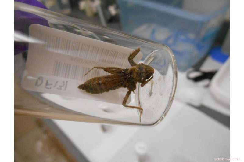 Dragonfly Larvae Map Mercury Contamination in U.S. National Parks