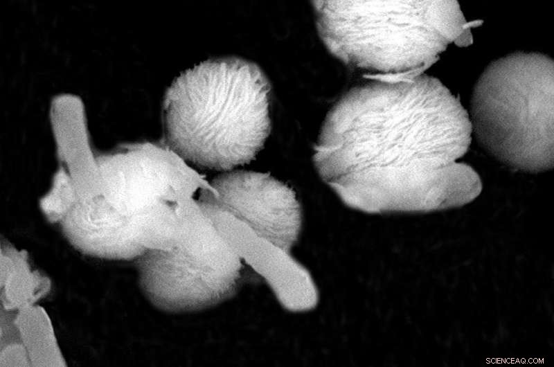 Revolutionizing Wastewater Treatment: Graphene Oxide Nanospheres Enhance Antibacterial Efficacy