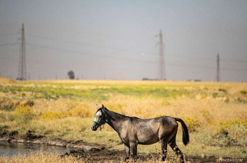 Oil Spill Crisis: Contaminated Rivers Threaten Life in Northeast Syria